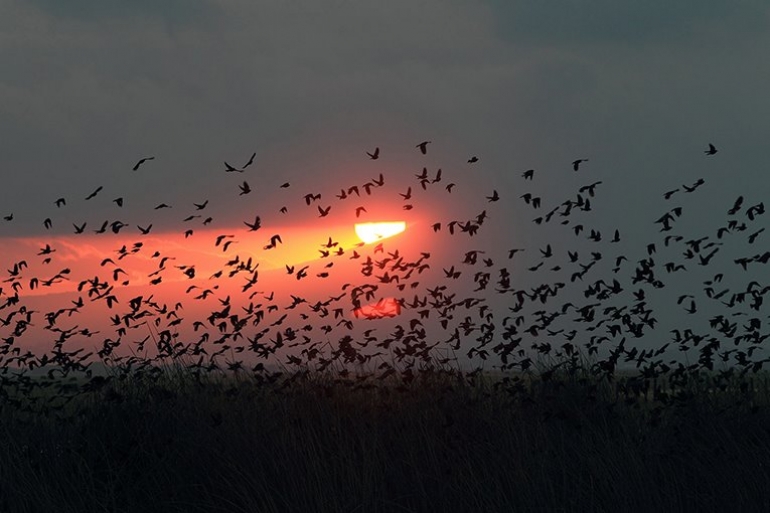 Luz y oscuridad, vida gregaria y pájaros negros. Una reflexión de Raúl Gil