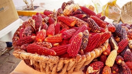 San Juan Ixtenco: por el maíz, la fiesta de los campesinos
