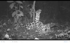 El rey jaguar prefiere #Cantodelaselva para descansar / ¡Reconstruyamos Canto de la Selva!