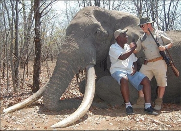 ¡Alto a la masacre de los elefantes!: AVAAZ