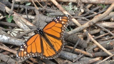 La mariposa Monarca: el mundo, por un instante, es eterno