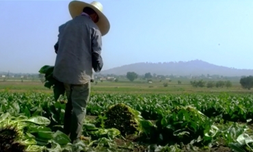 Cholula todavía es campo: los horticultores tienden la mano a la ciudad/VIDEO