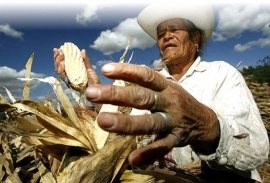 Trabajar en Puebla: El arduo trabajo del campesino