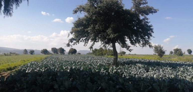 BUAP Investigación : el tallo del brócoli contra la contaminación de los ríos por teñidos textiles