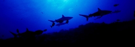 Desde el ALDIVI: nadar entre tiburones