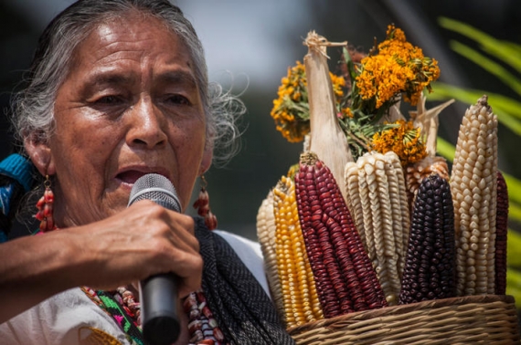 26 de enero, fecha clave para la Demanda Colectiva Maiz contra el gobierno federal y Monsanto