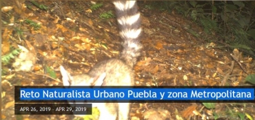 Reto Naturalista Urbano Puebla y zona Metropolitana 2019