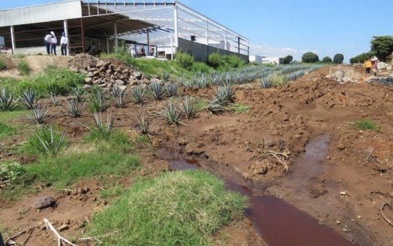 Agua y Tequila: el crimen ambiental
