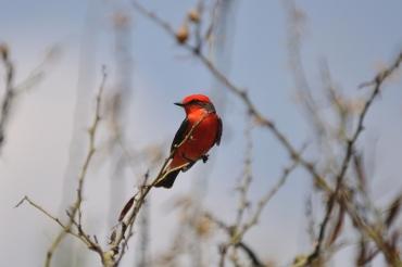 Esperar a la primavera/Aves y cantos del sur: una mirada desde el desierto poblano