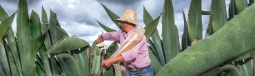 Historia y vida cotidiana de las haciendas pulqueras en los Llanos de Apan / Revista Elementos BUAP 121