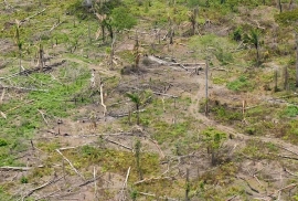 Natura Mexicana pide auxilio: una vez más Montes Azules en riesgo mortal